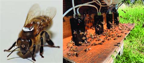 rfid chips in bees|Low.